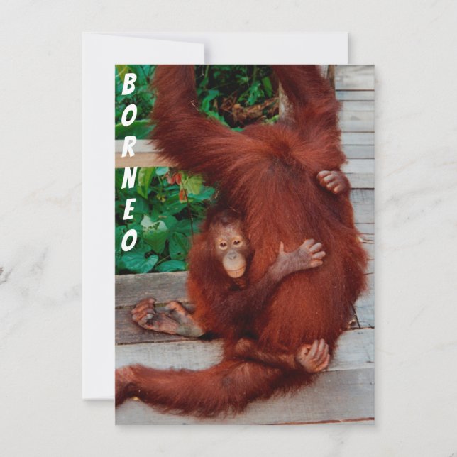 Borneo-Orang-Utan-Karte (Vorderseite)