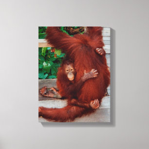 Borneo-Orang-Utan Leinwanddruck