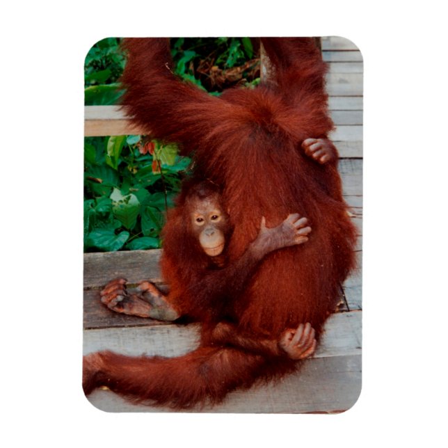 Borneo-Orang-Utan Magnet (Vertikal)
