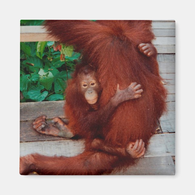 Borneo-Orang-Utan Magnet (Vorne)