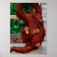 Borneo-Orang-Utan