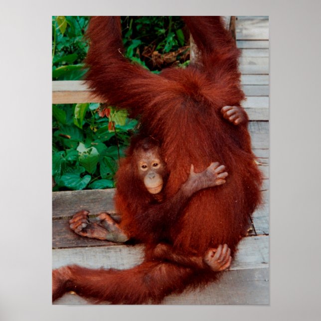 Borneo-Orang-Utan Poster (Vorne)