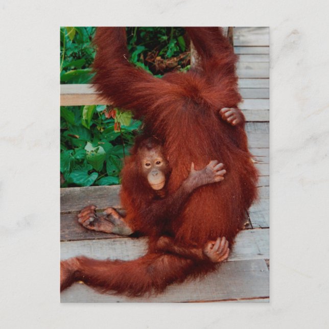 Borneo-Orang-Utan Postkarte (Vorderseite)