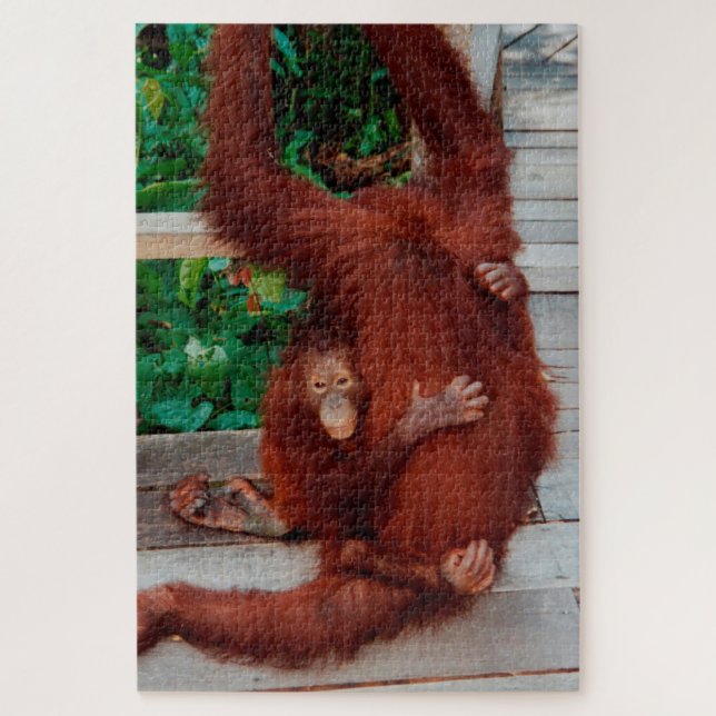 Borneo orangutan 1014-pc (Vertikal)