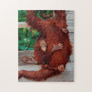 Borneo orangutan 252-pc