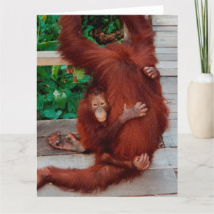 Borneo orangutan karte