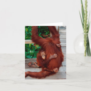 Borneo orangutan karte