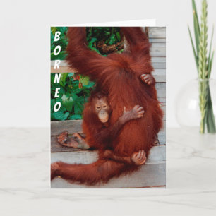 Borneo orangutan karte