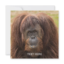 Borneo Orangutan Schöne Fotografie
