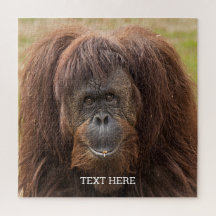 Borneo Orangutan Schöne Fotografie
