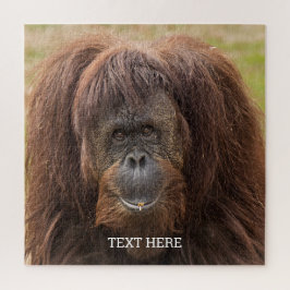 Borneo Orangutan Schöne Fotografie