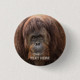 Borneo Orangutan Schöne Fotografie Button