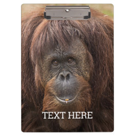 Borneo Orangutan Schöne Fotografie Klemmbrett