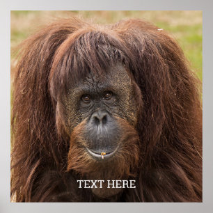 Borneo Orangutan Schöne Fotografie Poster