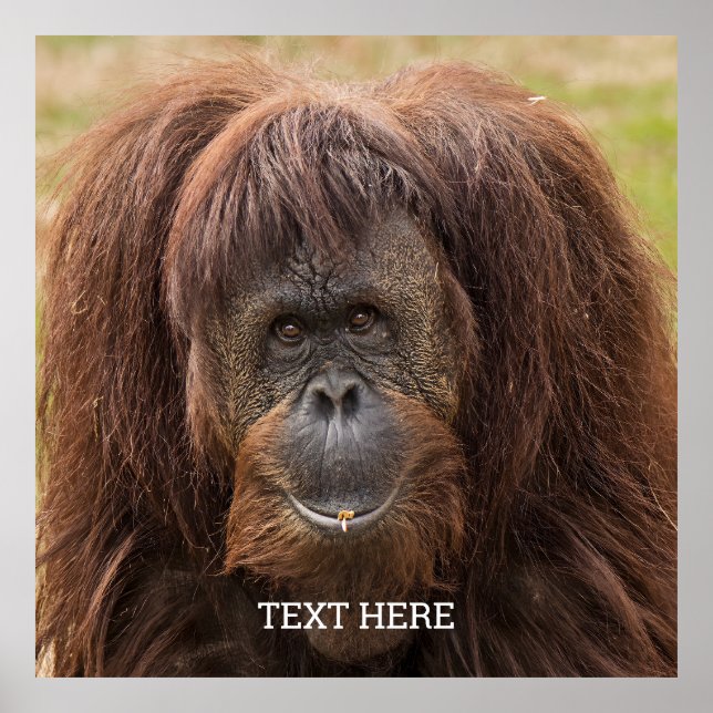 Borneo Orangutan Schöne Fotografie Poster (Vorne)