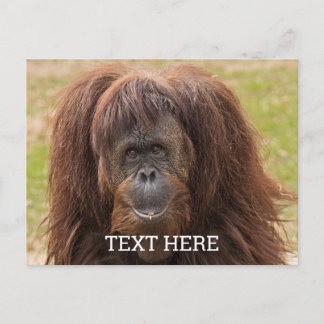 Borneo Orangutan Schöne Fotografie Postkarte