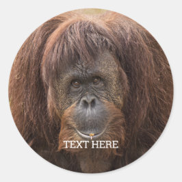 Borneo Orangutan Schöne Fotografie Runder Aufkleber