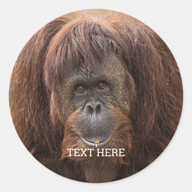 Borneo Orangutan Schöne Fotografie Runder Aufkleber (Vorderseite)