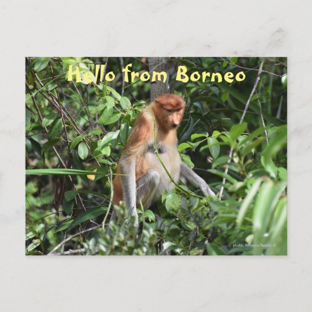 Borneo Proboscis Monkey Indonesia Wildlife Postkarte (Vorderseite)