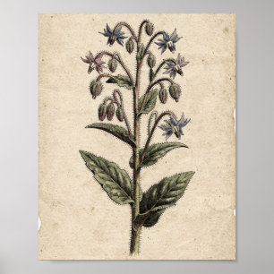 Borretsch Botanische Blumenkunst Poster