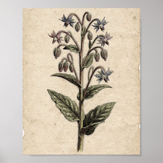 Borretsch Botanische Blumenkunst Poster (Vorne)