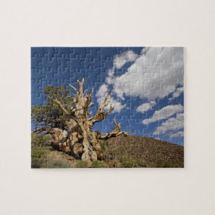 Borstige Kiefer im Ancient Bristlecone Forest,