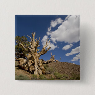 Borstige Kiefer im Ancient Bristlecone Forest, Button