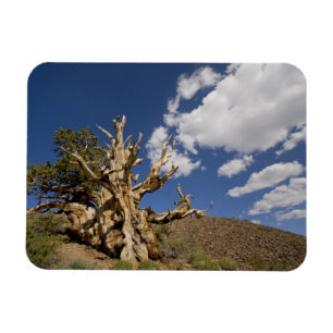 Borstige Kiefer im Ancient Bristlecone Forest, Magnet