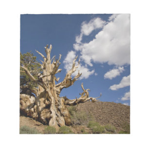 Borstige Kiefer im Ancient Bristlecone Forest, Notizblock