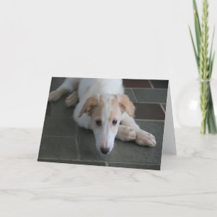 Borzoi Chien Chien Chien Photographie Carte de voe