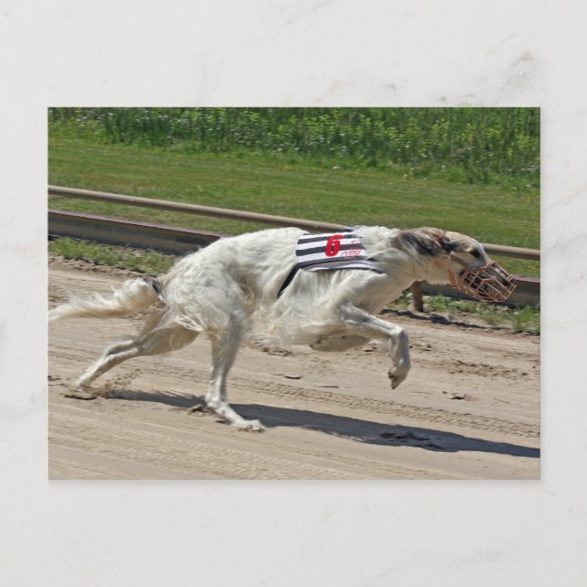 Borzoi Postkarte (Vorderseite)
