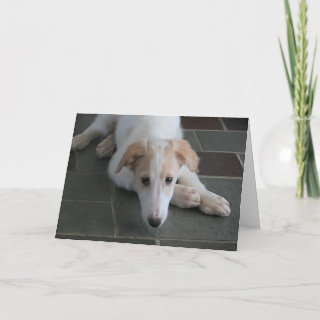 Borzoi Puppy Dog Fotografy Greeting Card Karte (Vorderseite)