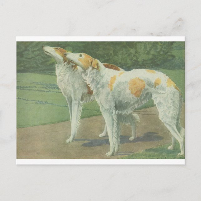 Borzoi (Russischer Wolfhound) Postkarte (Vorderseite)
