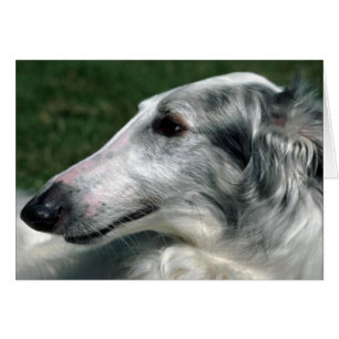 Borzoi, Wolfhound russe