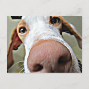 Bo's Nase Postkarte