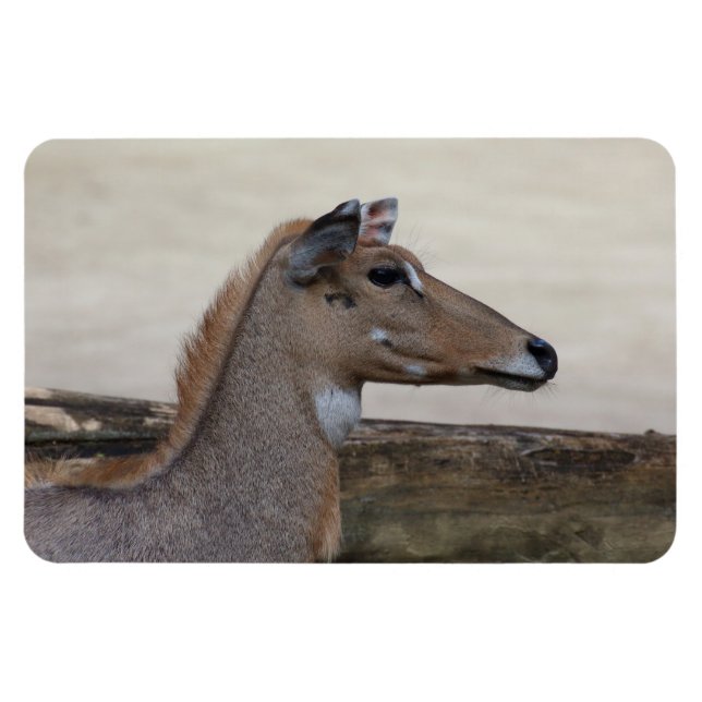 Boselaphus tragocamelus magnet (Horizontal)