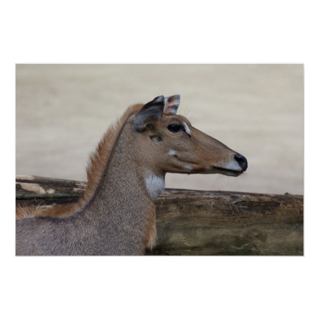 Boselaphus tragocamelus poster (Vorderseite)