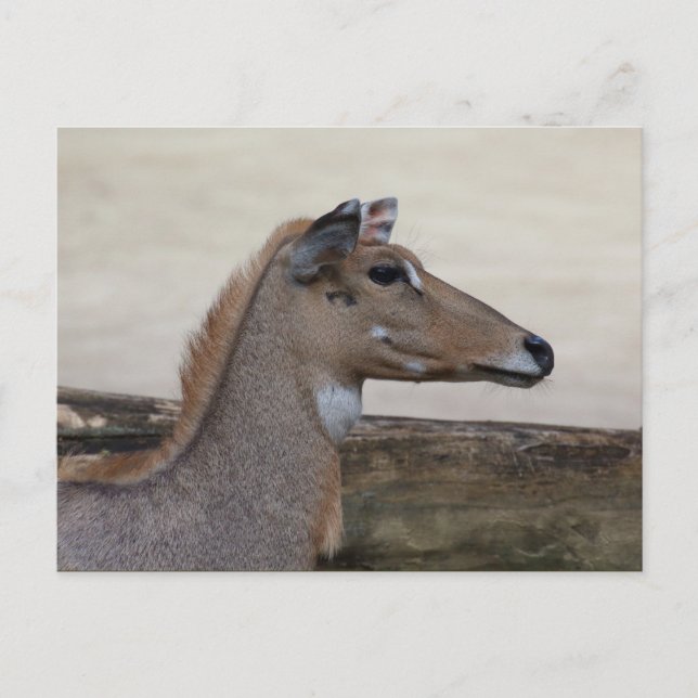 Boselaphus tragocamelus postkarte (Vorderseite)
