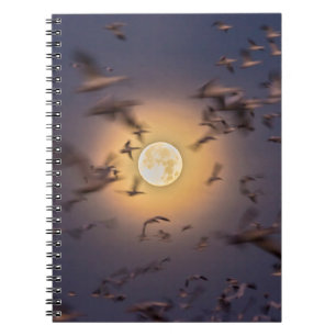 Bosque del Apache National Wildlife Refuge Notizblock