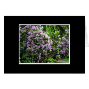 Bosquet de rhododendrons