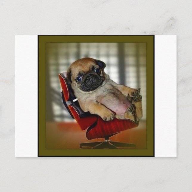 Boss Mops! Postkarte (Vorderseite)