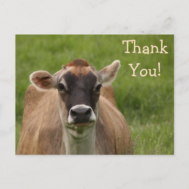 Bossy Cow Vielen Dank Postcard Postkarte (Vorderseite)