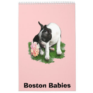 Boston-Babys Kalender