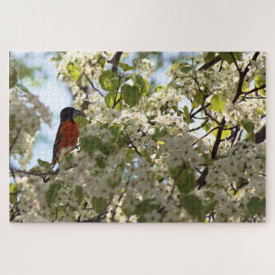 Boston Oriole