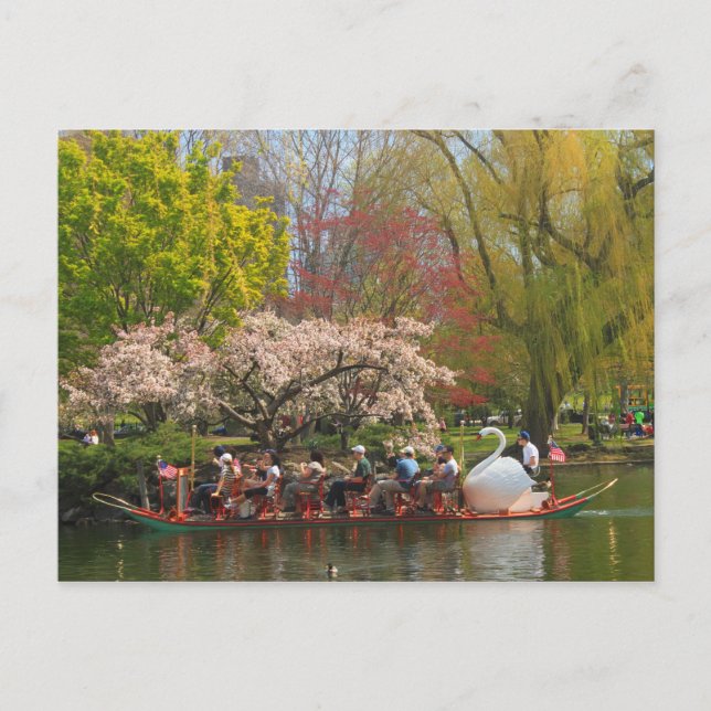 Boston Public Garden Swan Boat im Frühjahr Postkarte (Vorderseite)