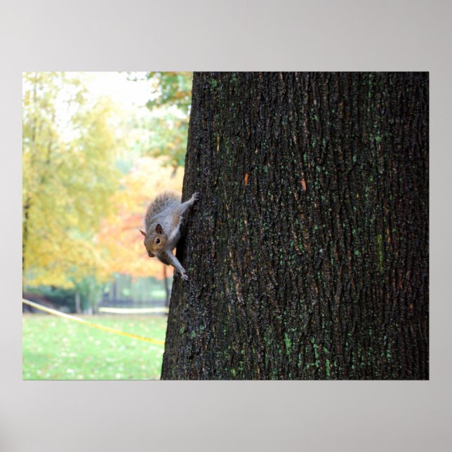 Boston Squirrel Poster (Vorne)