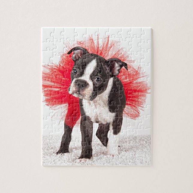 Boston-Tänzer (Vertikal)