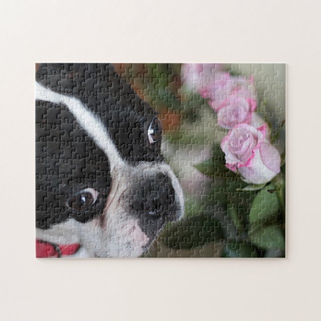 Boston-Terrier (Horizontal)