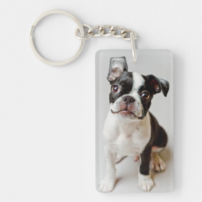 Boston Terrier (Devant)