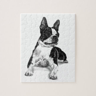 Boston Terrier